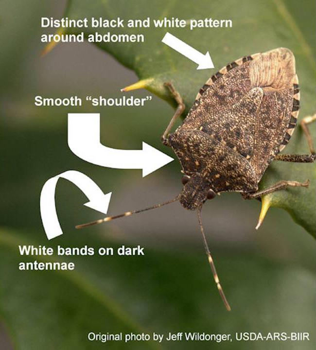 Closeup photograph of Brown Marmorated Stink Bug with description Distinct black and white pattern around abdomen, smooth "shoulder", White bands on dark antennae.  Original photograph by Jeff Wildonger, USDA-ARS-BIIR.