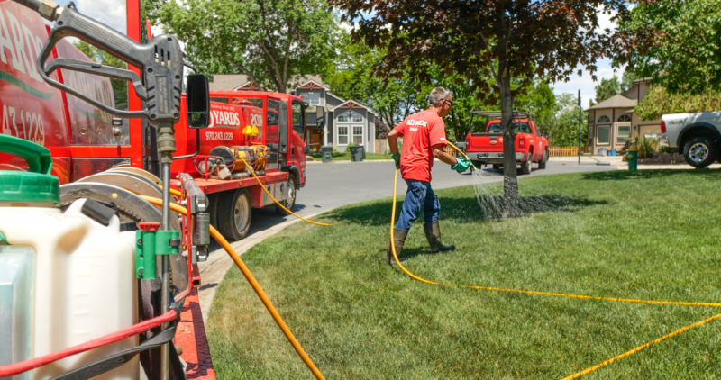 A man sprays pesticide on a lawn to treat Japanese Beetle grubs.