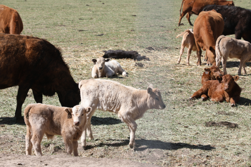 A group of calves and cows grazing and resting in an open pasture. The scene features light and dark-colored calves standing and lying on the grass, with adult cows nearby.