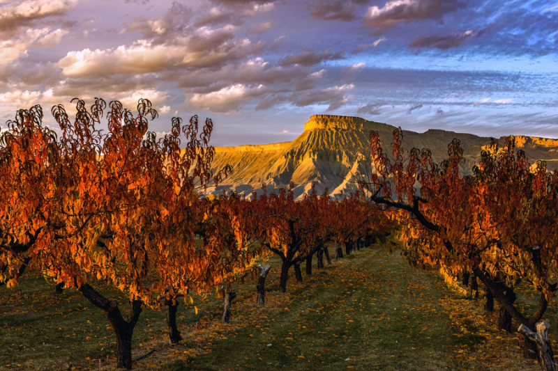 A vibrant orchard of peach trees in peak autumn foliage, glowing with shades of orange and red under golden sunlight with Mount Garfield in the background.