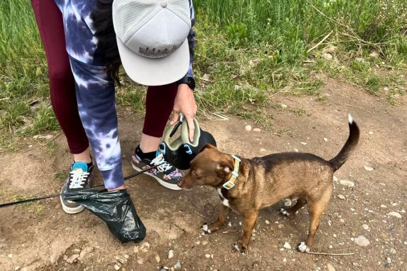 Woman picking up pet waste at open space next to small brown dog.