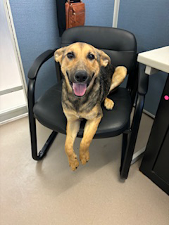 Shepard-mix adult dog sitting in an office chair.