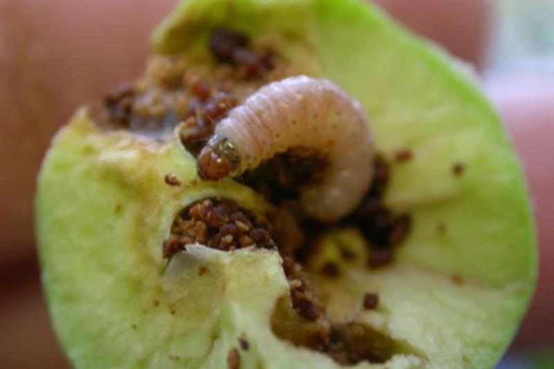 A moth larva on the inside of a green apple covered in insect droppings. 