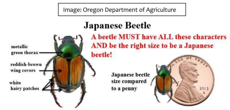 Japanese Beetle diagram courtesy of Oregon Department of Agriculture