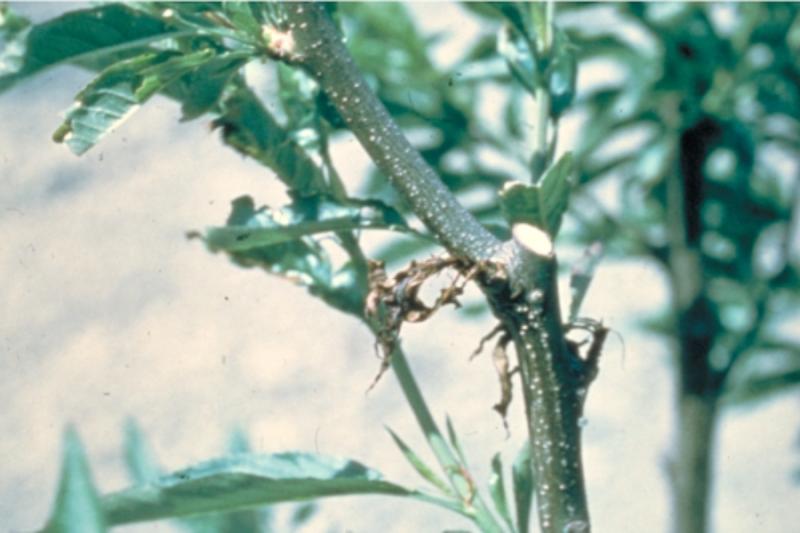 Wilting of young shoots on a peach tree in the spring due to peach twig borer attack.