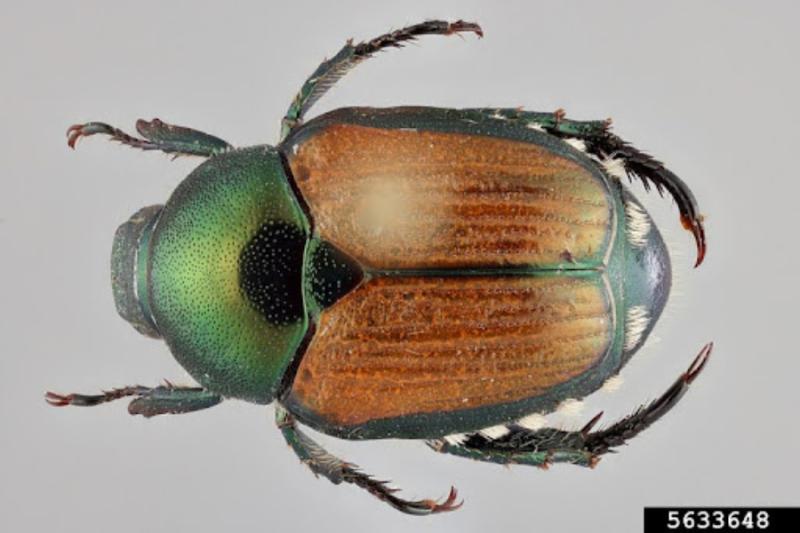 An orange and green Japanese beetle depicted horizontally and shown from the top view.