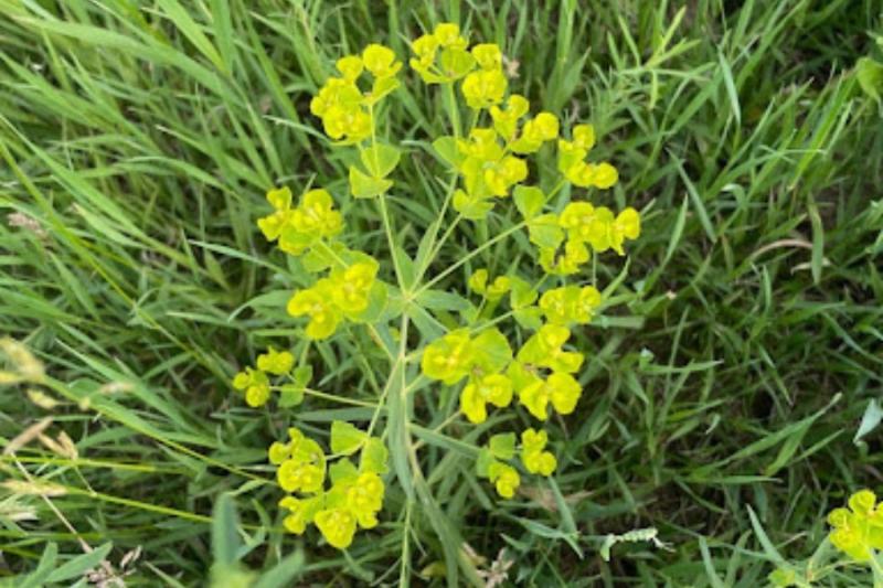 A yellow leafy spurge noxious weed. 