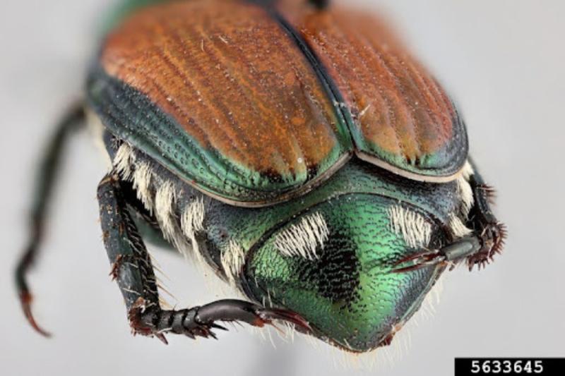 Japanese beetle.