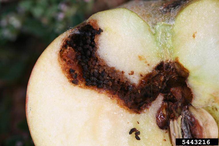 Codling Moth damage on a cut green apple