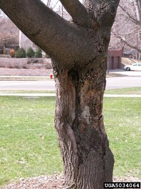 Cytospora Canker on branch of tree