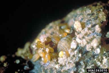 Grape Phylloxera