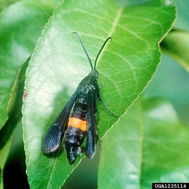 Greater Peach Tree Borer on leaf