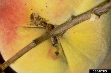 Peach Tree Borer damage on peach