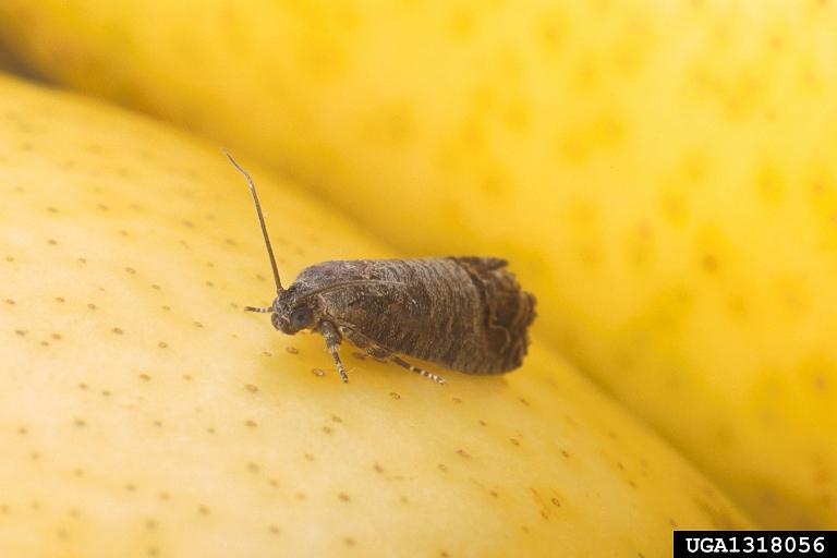 Image of brown and gray codling moth sitting on a yellow pear