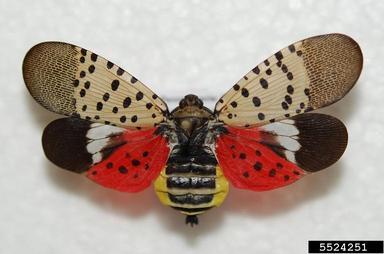 Spotted Lanternfly specimen