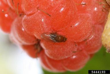 Spotted Wing Drosophila_Hannah Burrack, North Carolina State University, Bugwood.org