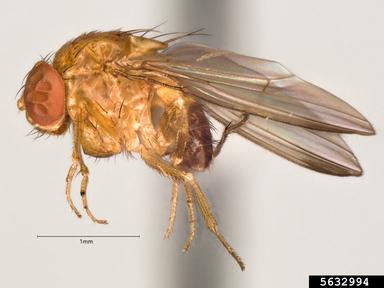 Spotted Wing Drosophila specimen