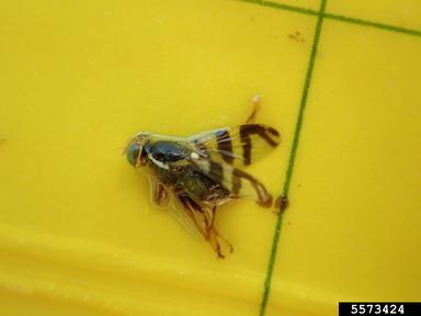 Western Cherry Fruit Fly