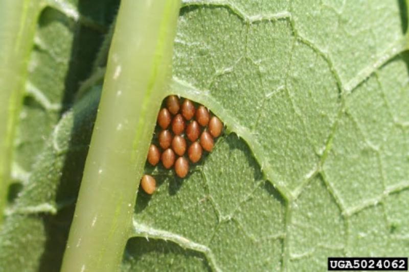 Squash bugs on a leaf. 