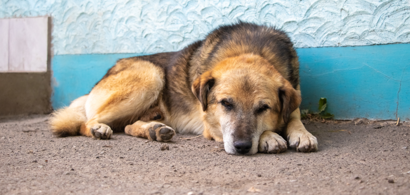 Tan and black dog laying on the dirt next to a turquoise wall. 