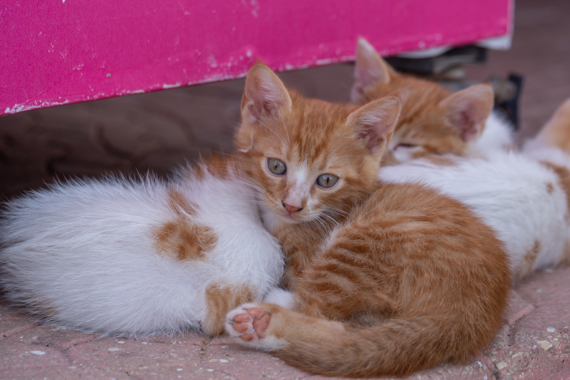 Four orange and white kittens curled up together on the cement.