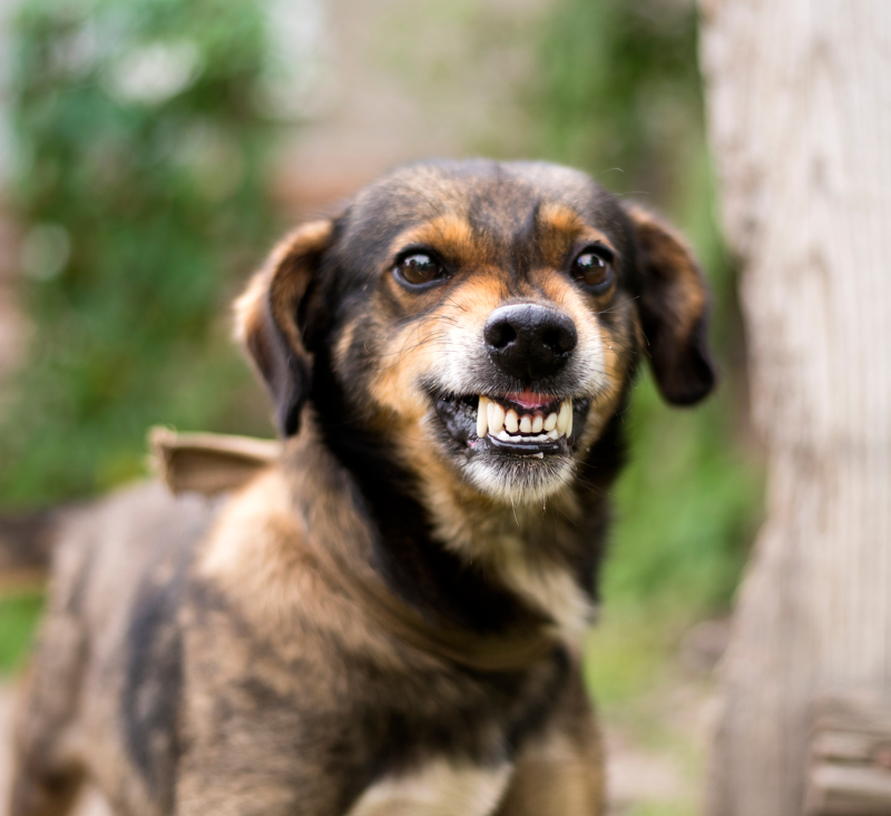 Small black and tan dog aggressively showing its teeth. 