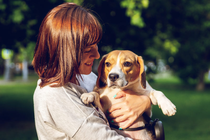 Tan and white beagle held in the arms of a woman.