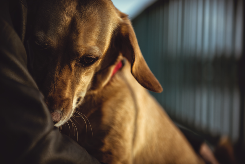 Brown dog sitting on a human's lap being cuddled. 