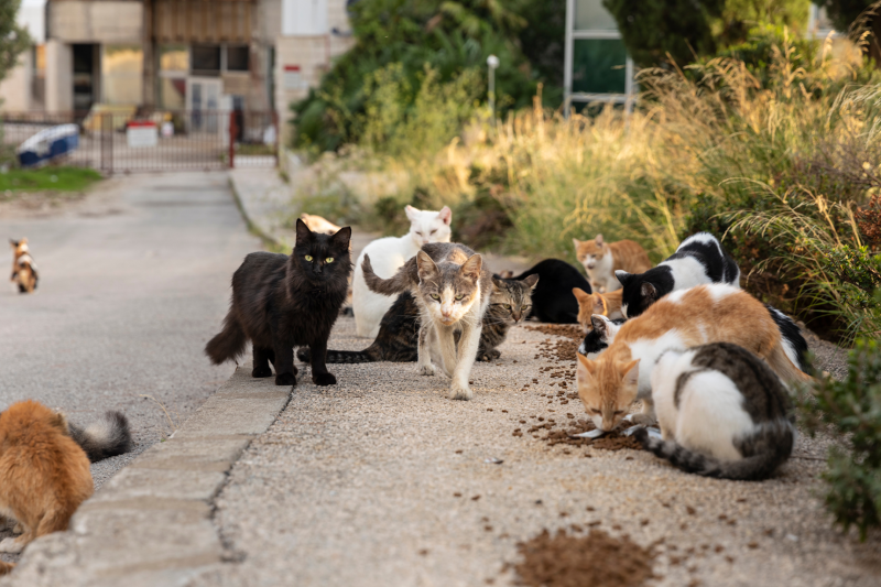 Around a dozen feral cats eating dried food left on the pavement in piles. 