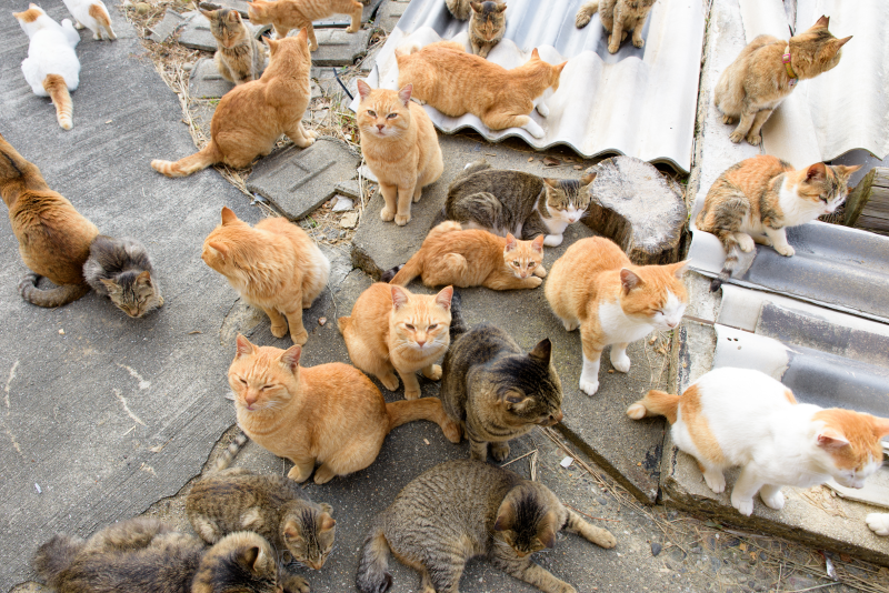 Around two dozen cat that are mostly orange, black and tan, or white and orange, gathered together on a grey wood surface.
