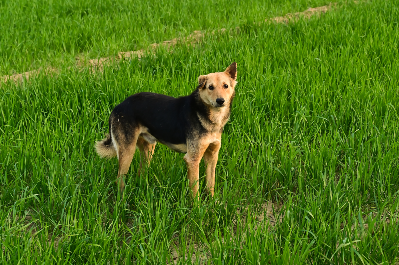 Black and tan shepherd mix dog standing in a field of green grass shoots. 
