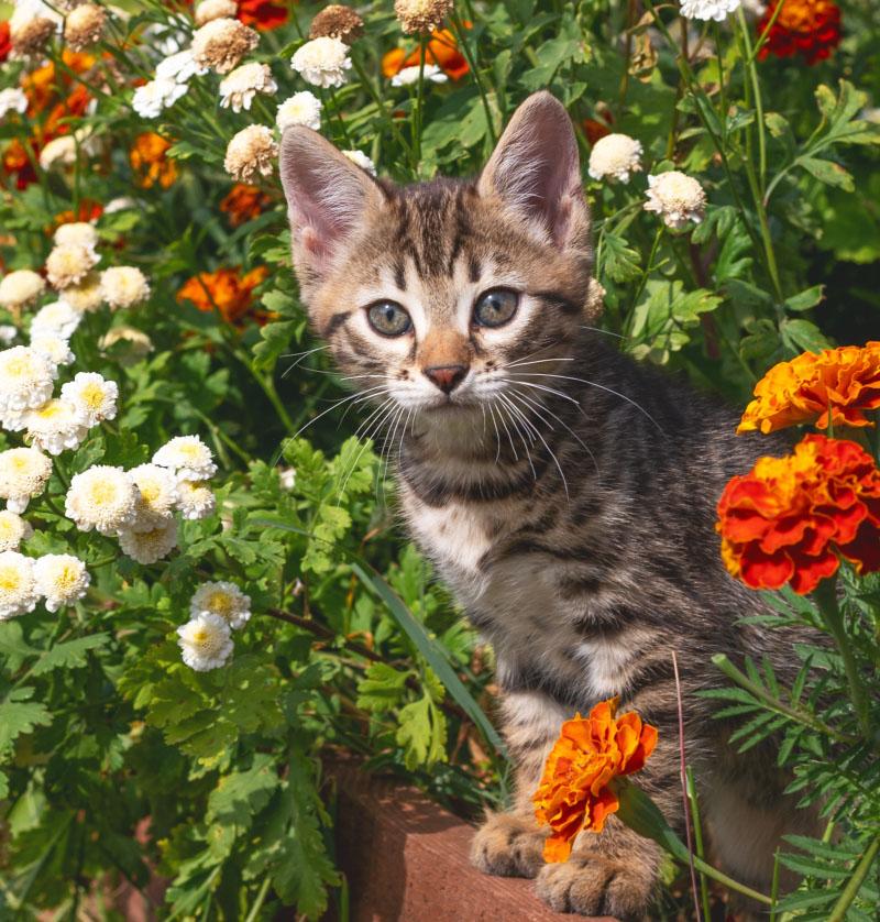 Gray and white kitten surrounded by orange and white flowers. 