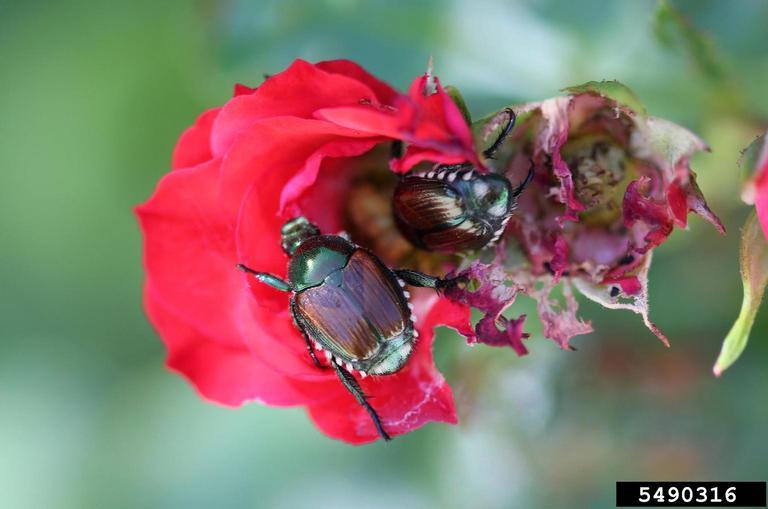 Adult Japanese Beetle on pink flower