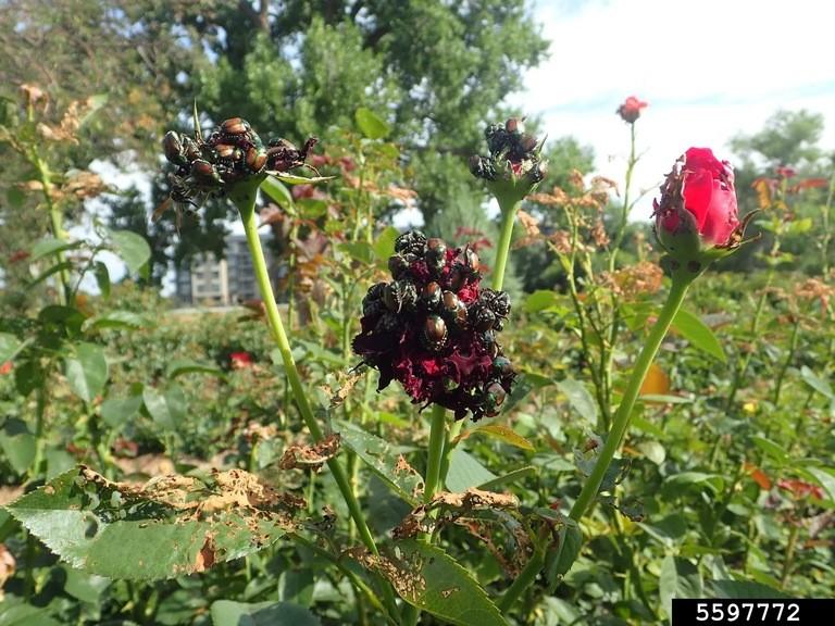 Adults feeding on roses. Melissa Schreiner, Colorado State University, Bugwood.org