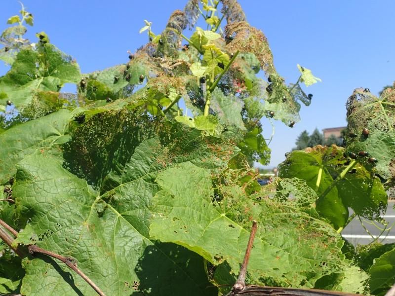 Japanese beetle damage to grape leaves. Colorado State University https://extension.colostate.edu/resource/japanese-beetle/