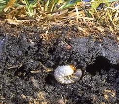 White grubs feed on the roots of grasses. 