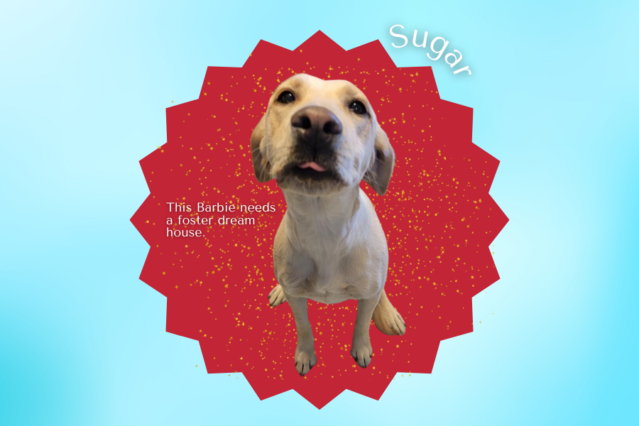 Blonde colored dog on graphic reading "This Barbie needs a foster dream house, Sugar"