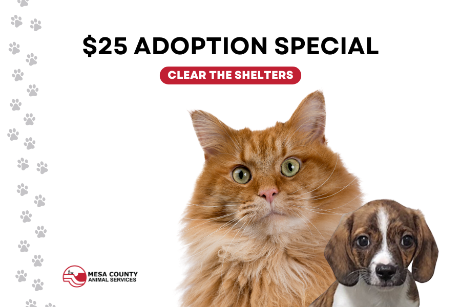 Orange cat and multi colored dog pose together. Black text reads "$25 adoption special".