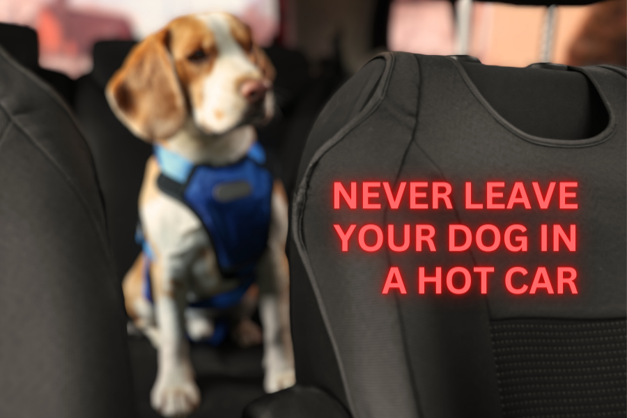 Brown and white dog sitting in car with text reading "never leave your dog in a hot car".