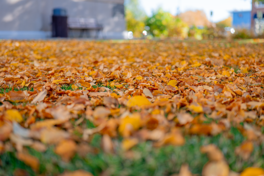 Fall leaves on the old Mesa County Courthouse lawn.