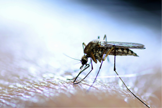A close up image of a mosquito on skin.