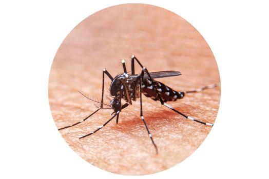 Close up image of mosquito sitting on top of a person's arm.