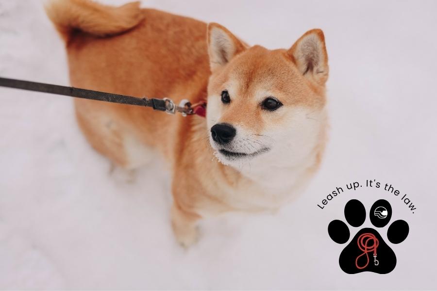 Orange and white dog looking off into the distance with black paw print element with red leash and white Mesa County logo on top with black text arching over the paw print reading, "Leash up. It's the law."