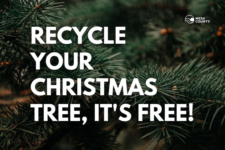 Pine tree close up with white text reading, :Recycle your Christmas tree, it's free" and the white Mesa County logo on the right top corner. 