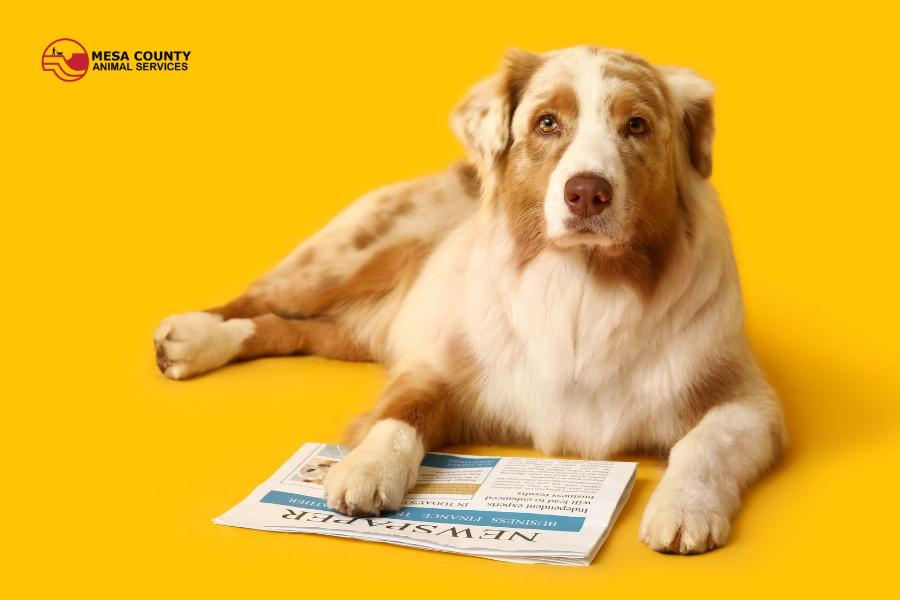 White and brown dog with paw on a newspaper in front of yellow background and the red and black Mesa County Animal Services logo in the top left corner. 