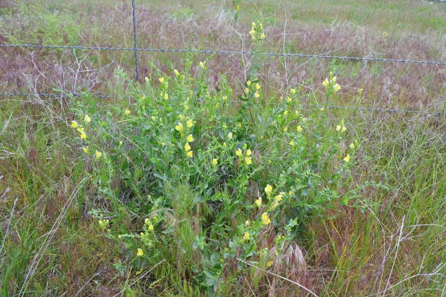 Group of bright yellow dalmatian toadflax noxious weeds. 