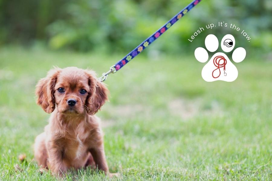 Small orange dog on a leash with a white paw element with black Mesa County logo, leash, and white text reading, Leash up. It's the law. 