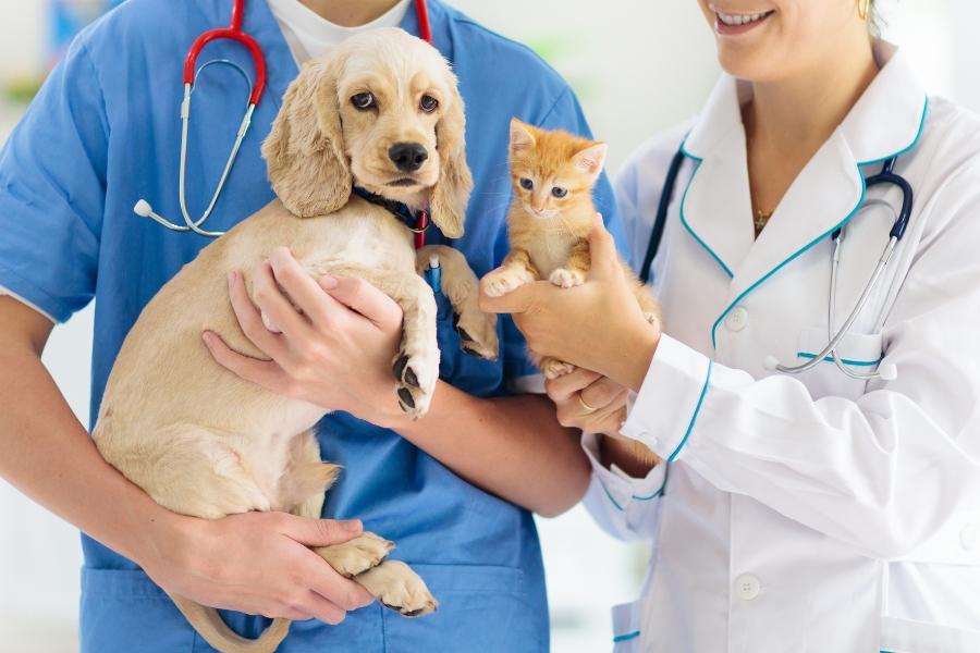 Two veterinarians holding a white dog and an orange cat. 