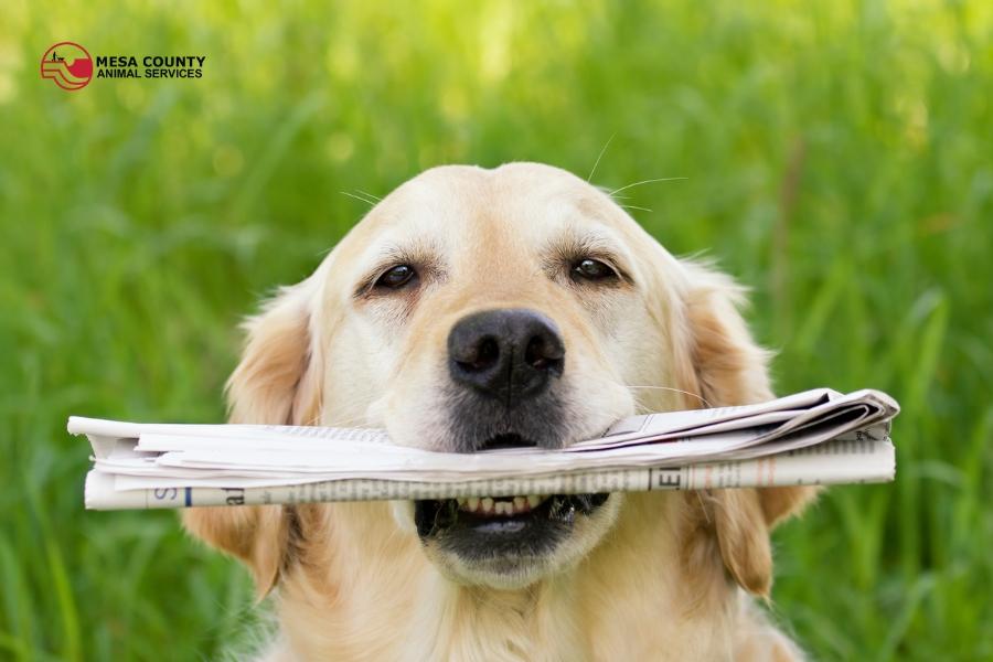 A dog holding a newspaper in its mouth with the red and black Mesa County Animal Services logo above. 