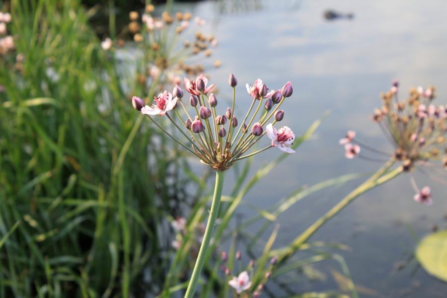 Small bunch of light pink flowering rush noxious weed in a wetland. 